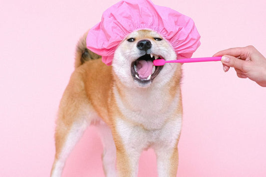 A person using a toothbrush on a dog with a pink shower cap 
