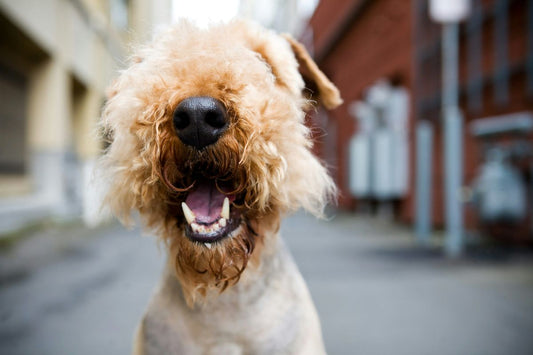 A happy, fluffy dog with its mouth open