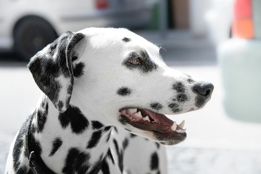 Dalmatian dog during daytime