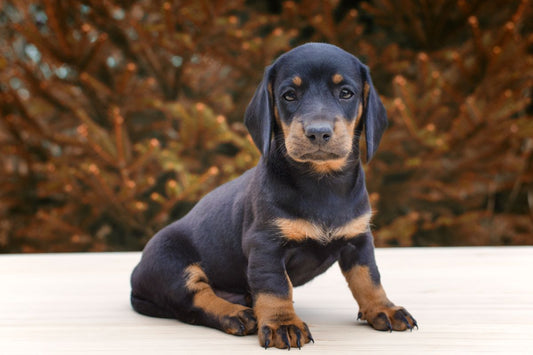 Portrait of a black dachshund puppy