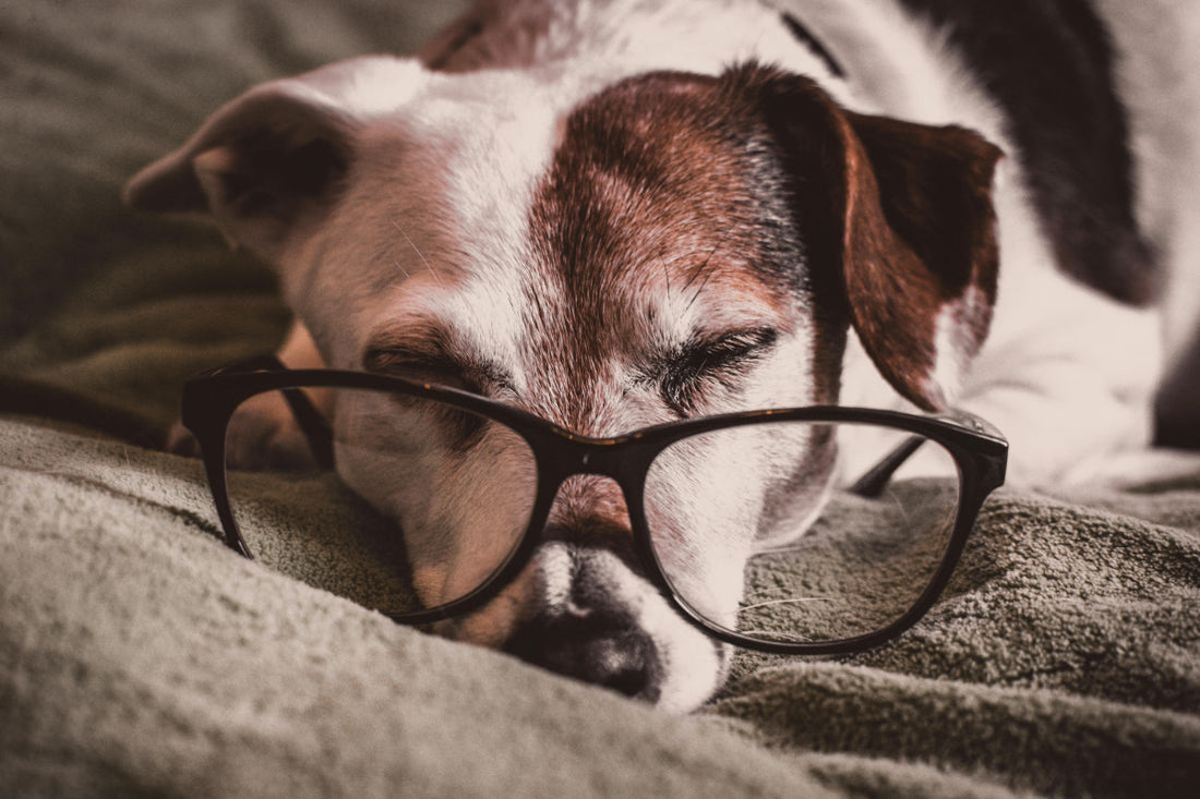 White and brown dachshund with black framed eyeglasses