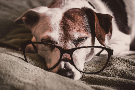 White and brown dachshund with black framed eyeglasses