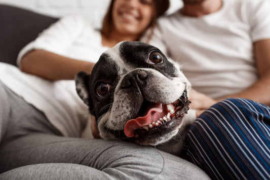 Beautiful couple resting on a sofa with a dog
