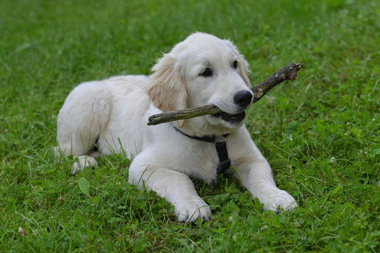 Golden retriever puppy playing with a stick 