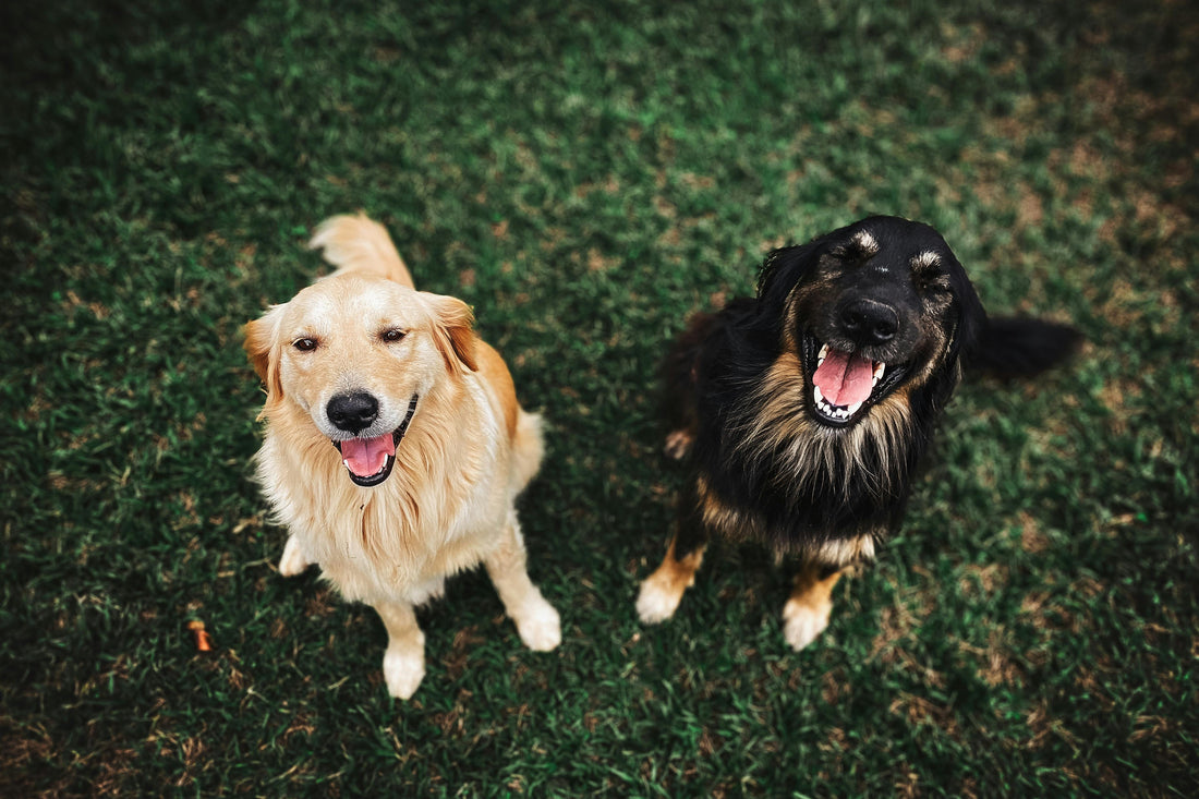 Two smiling dogs on the grass