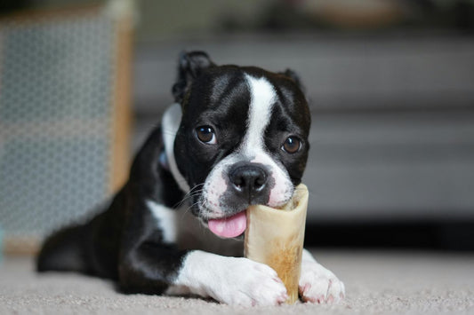 Close-up of a dog's face with bone